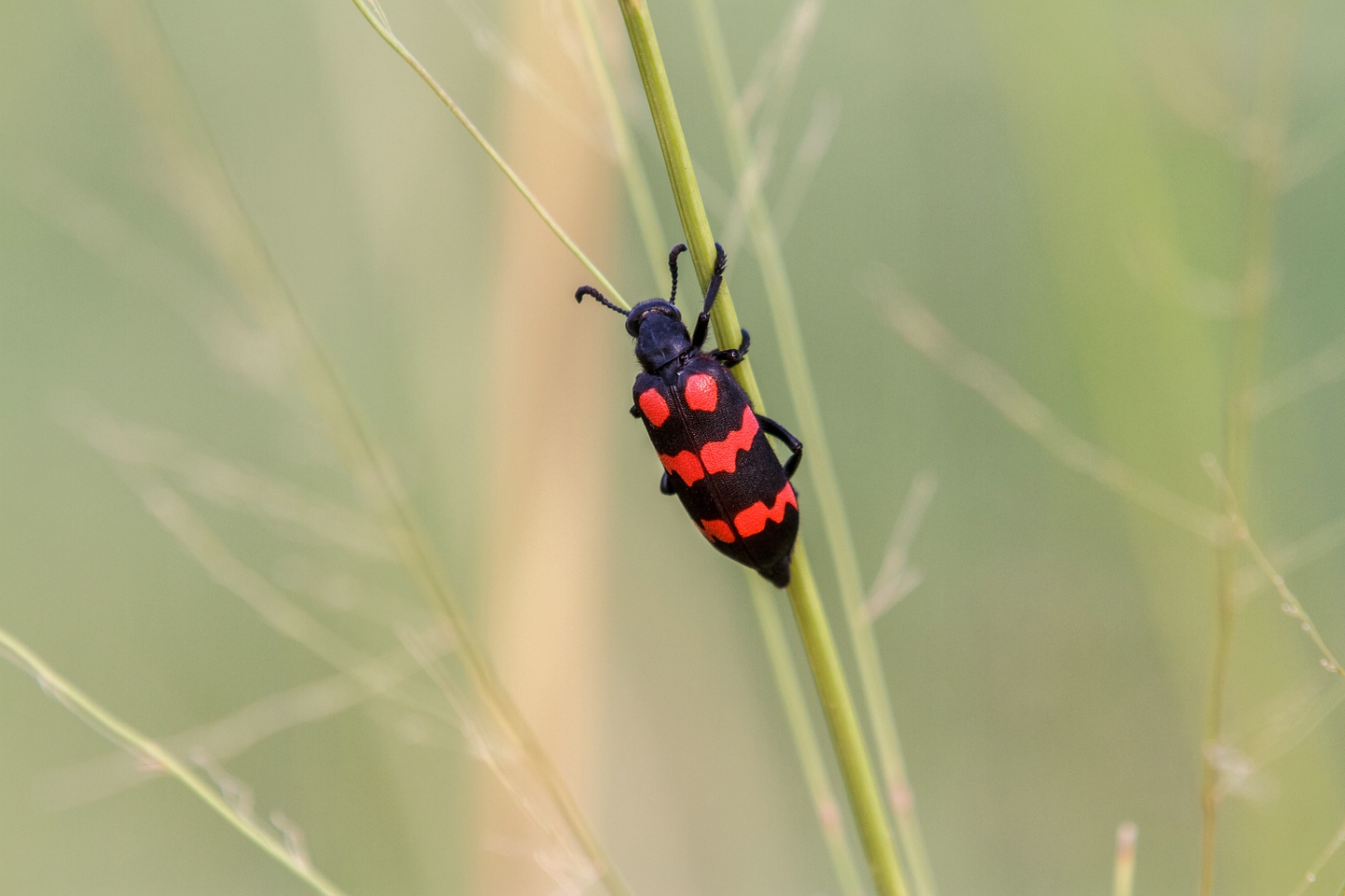 Käfer