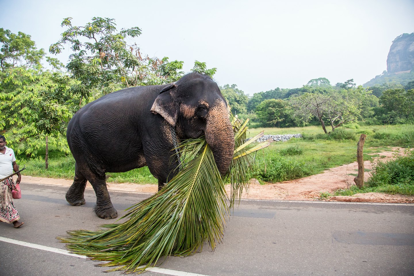 Elefant
