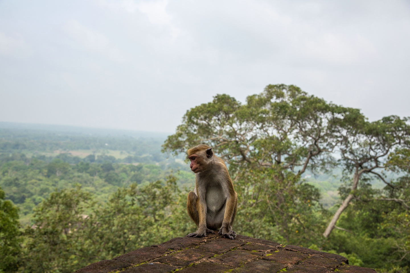 Ceylon-Hutaffe