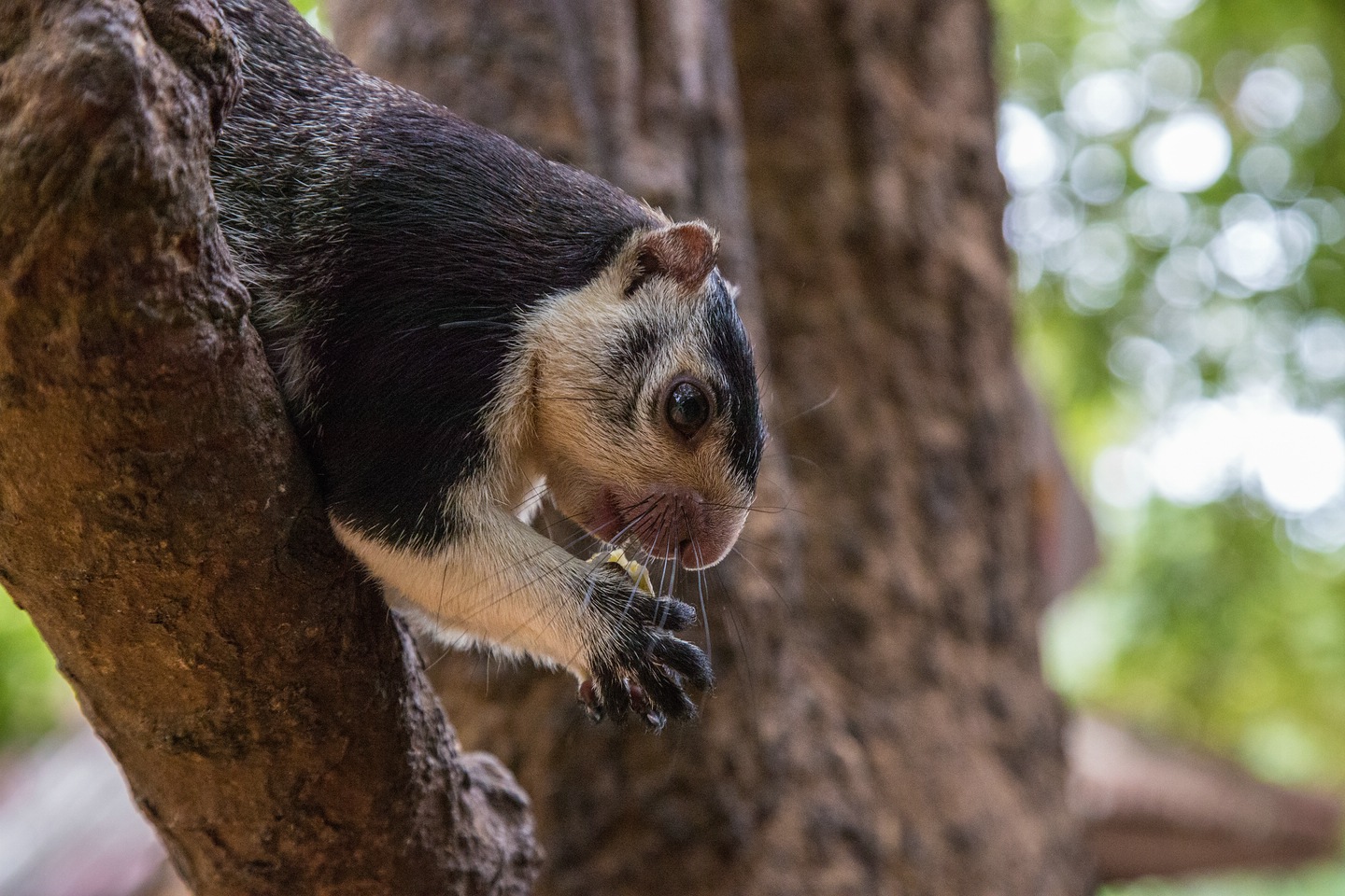 Sri-Lanka-Riesenhörnchen