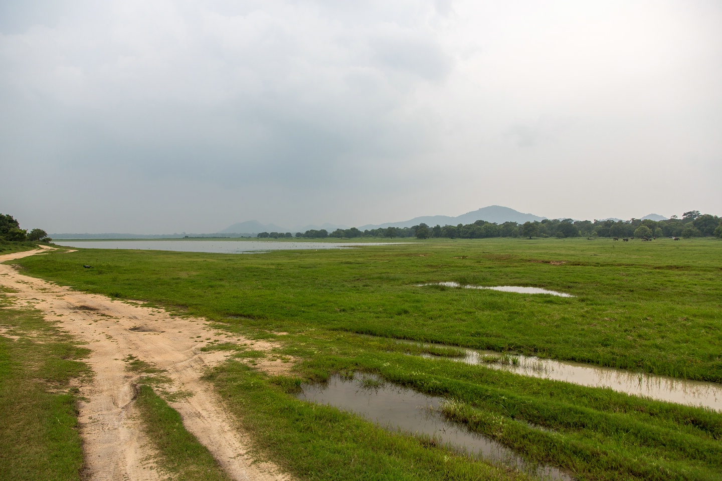 Minneriya National Park
