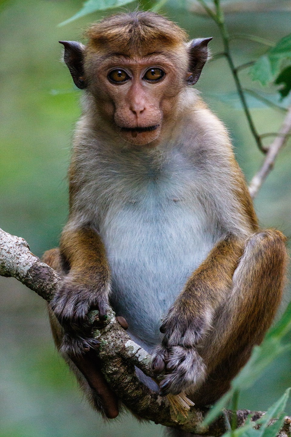 Ceylon-Hutaffe