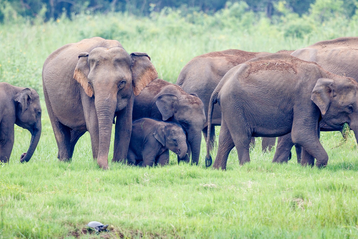 Elefant