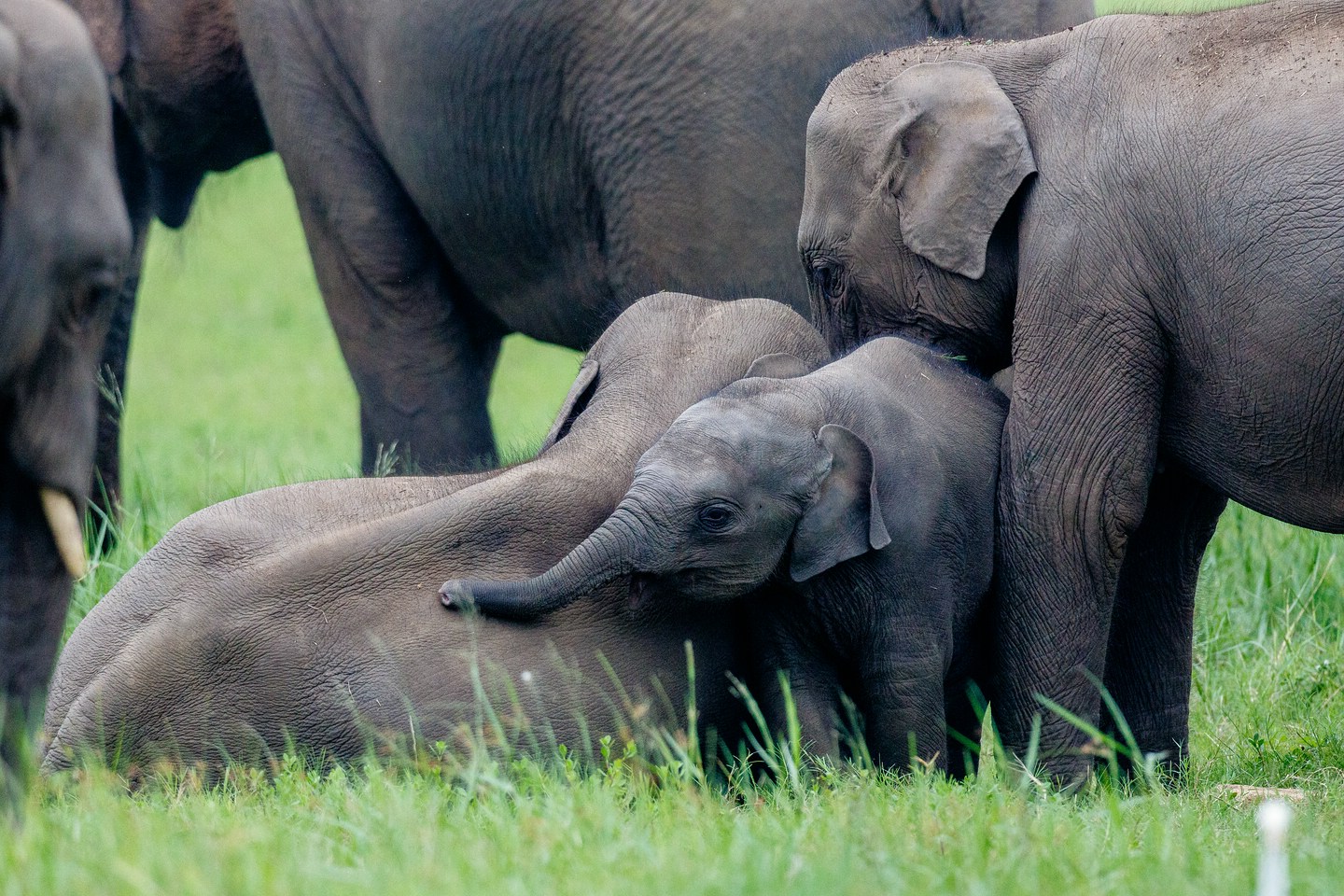 Elefant