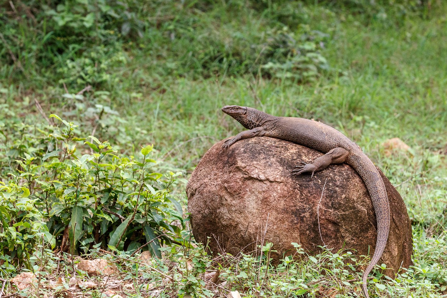 Bengalenwaran