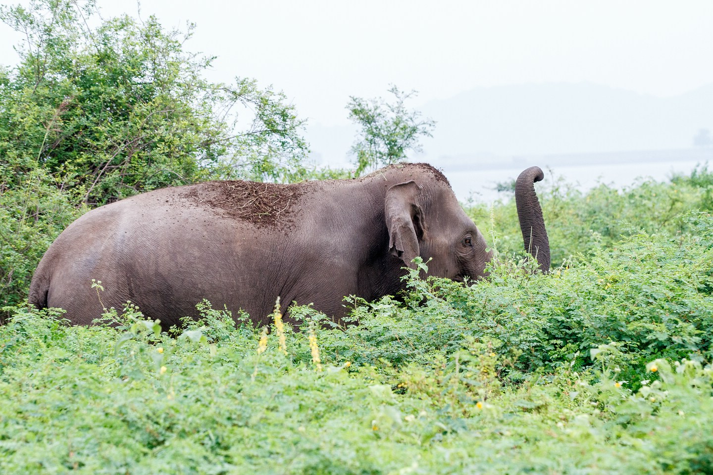 Elefant
