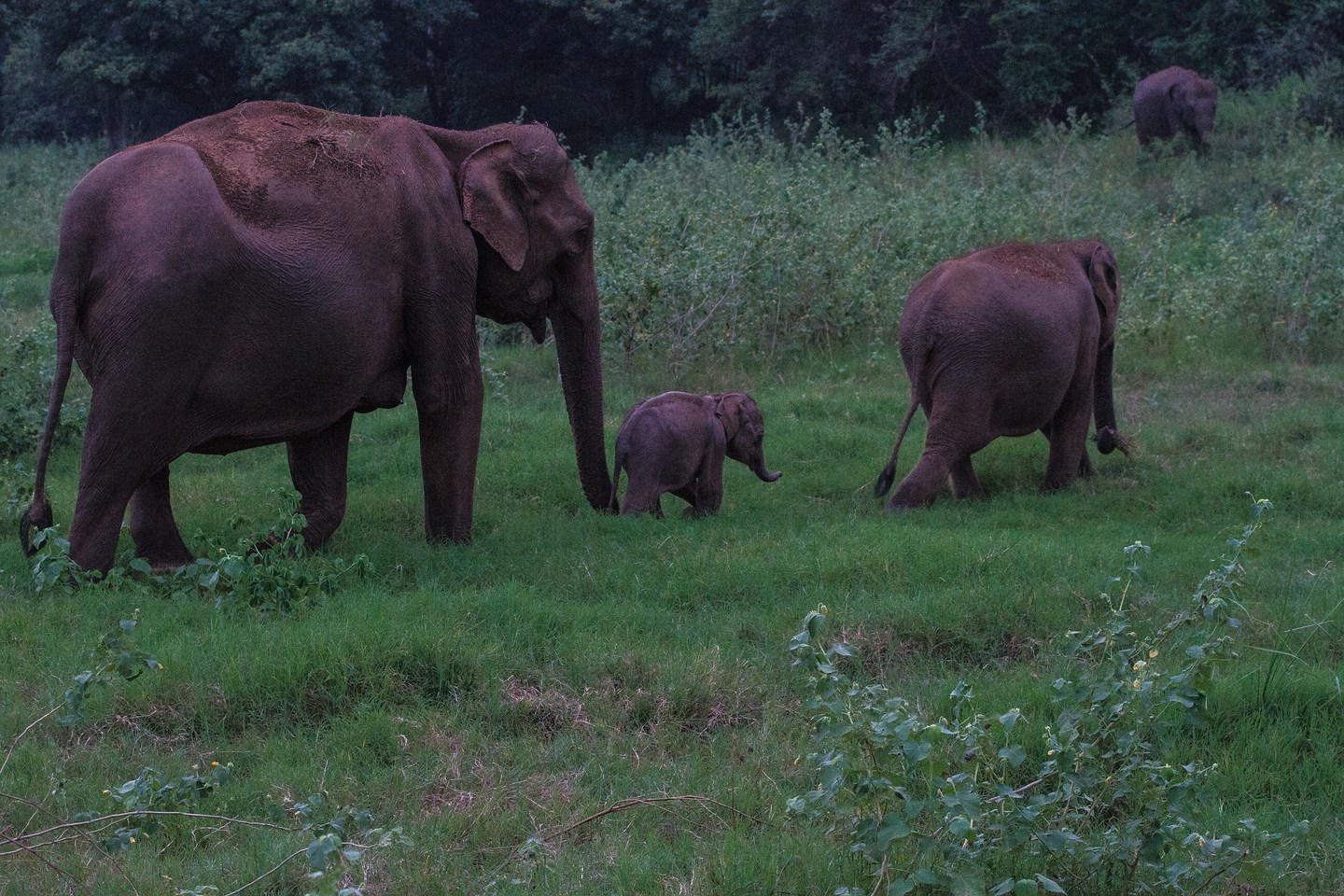 Elefant