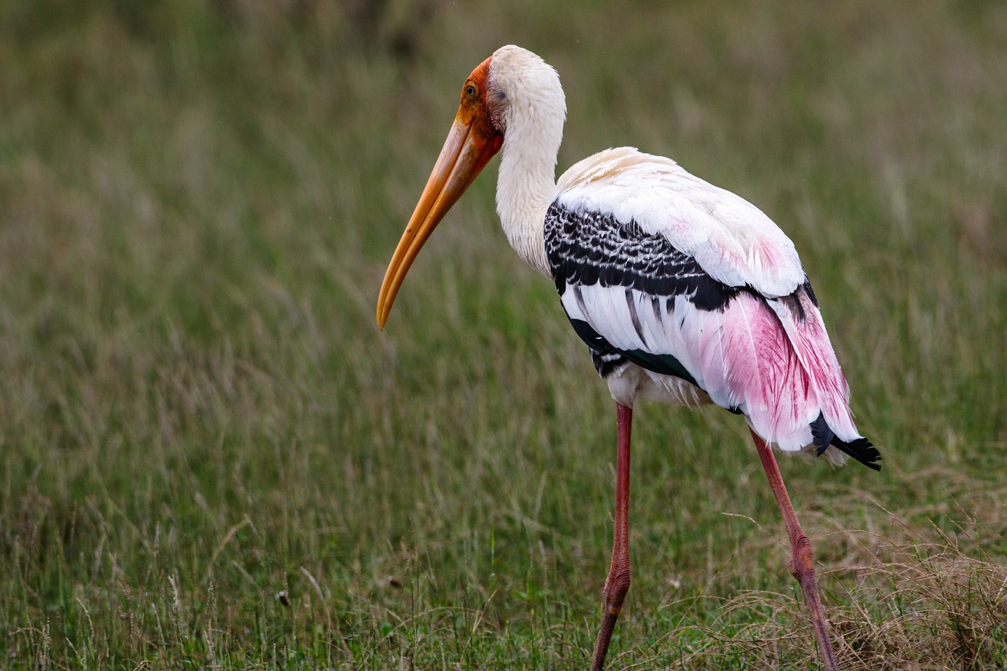 Buntstorch