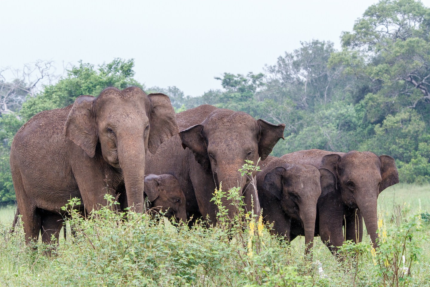 Elefant