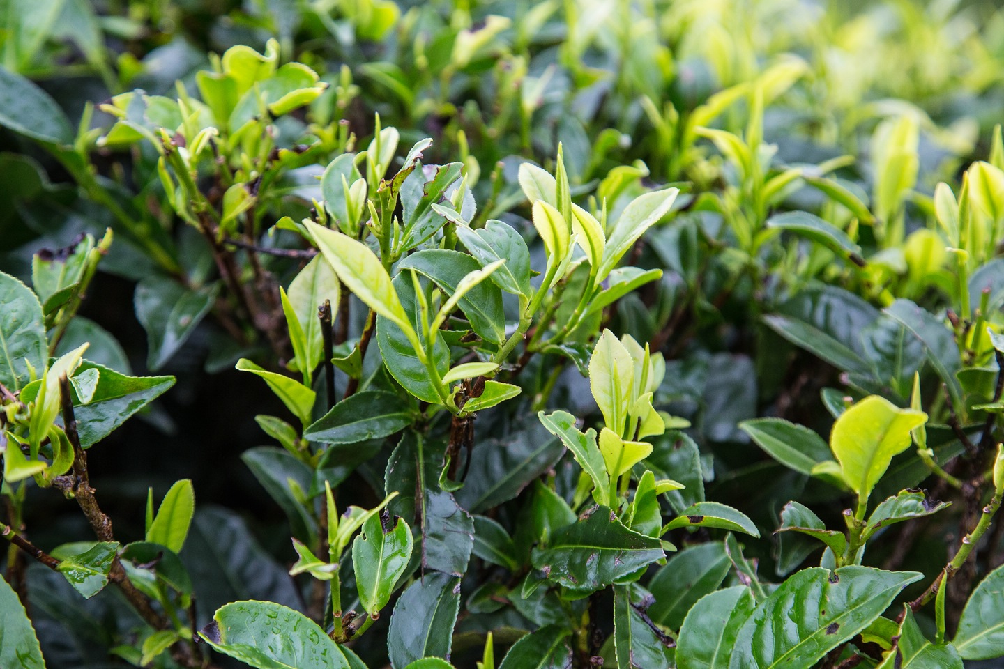 Teepflanzen