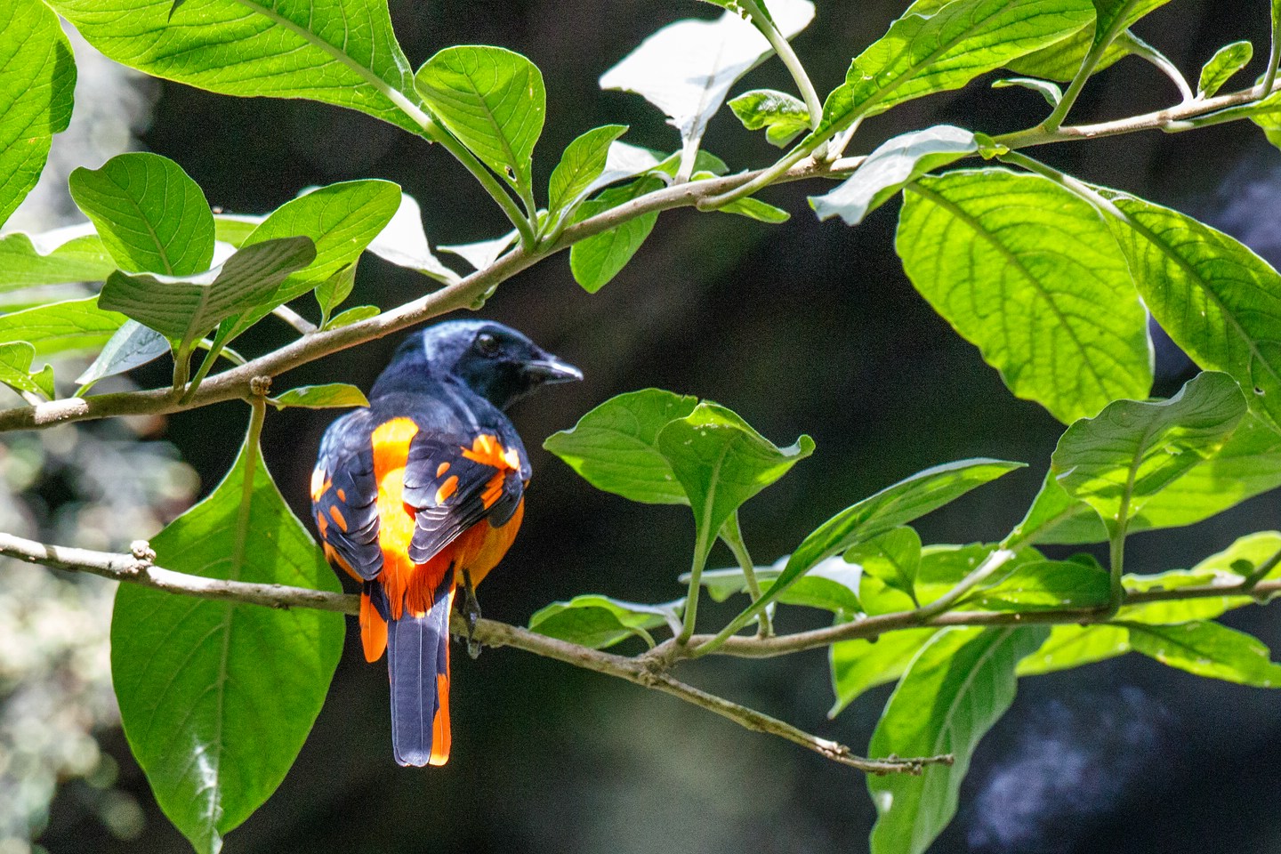 Scharlachmennigvogel