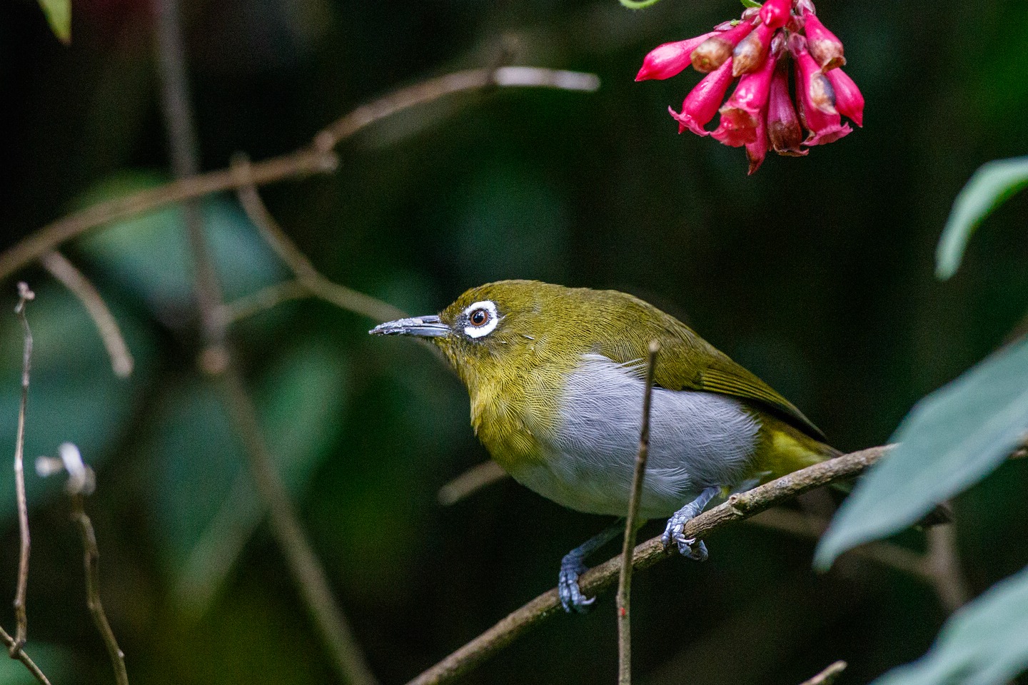 Ceylonbrillenvogel