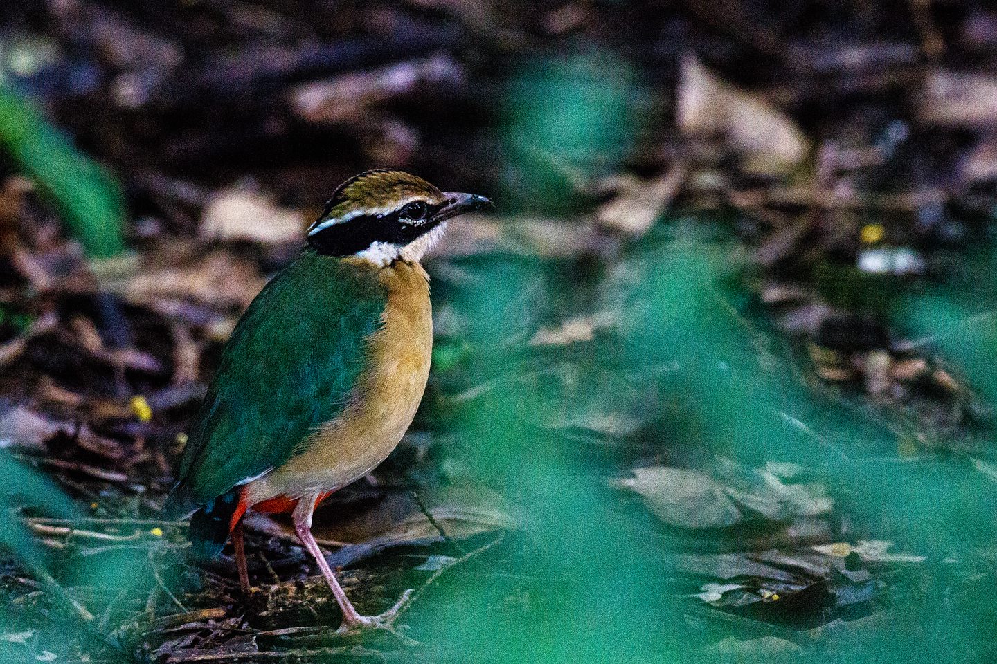 Bengalenpitta
