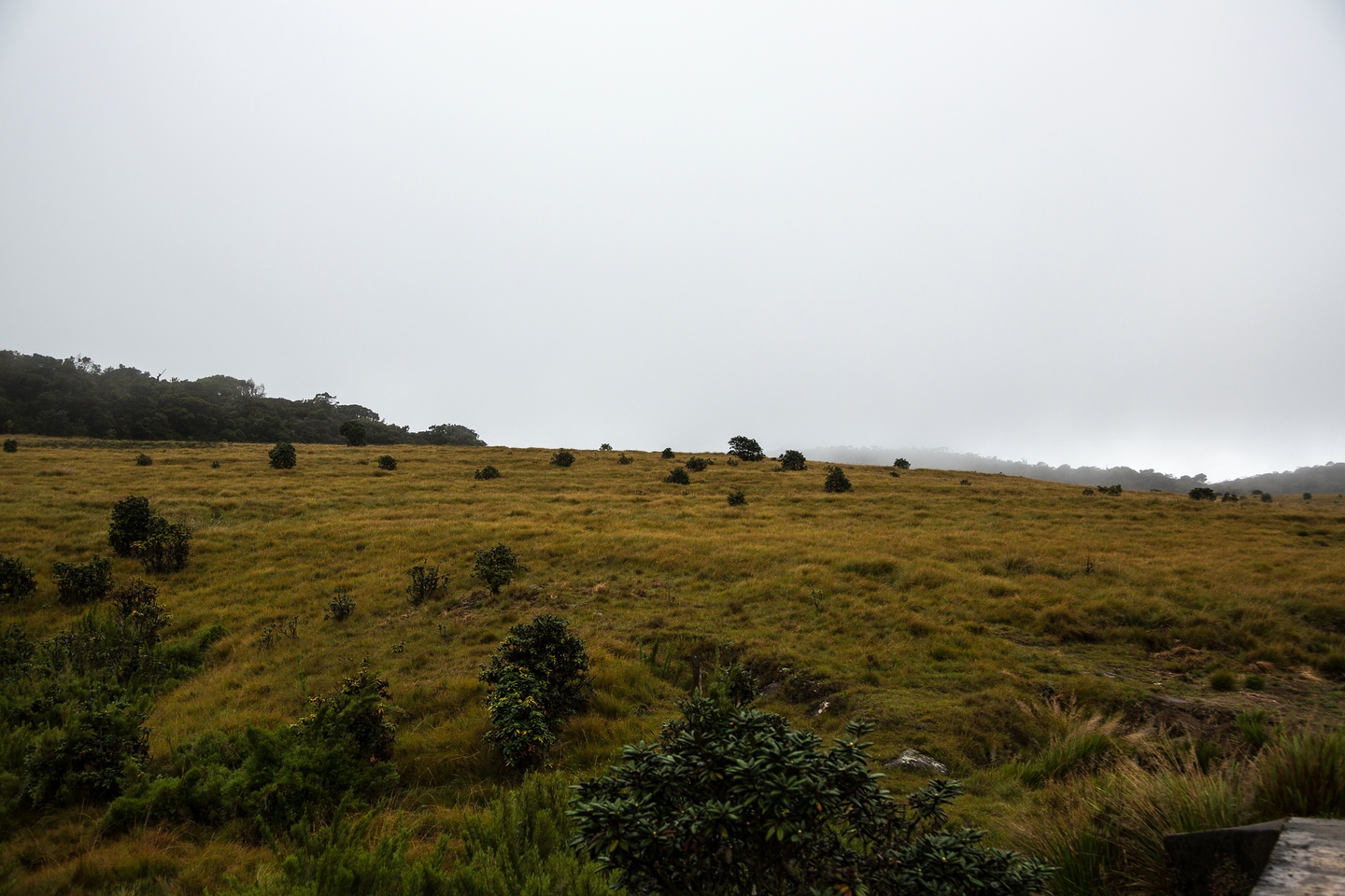 Hortonplains
