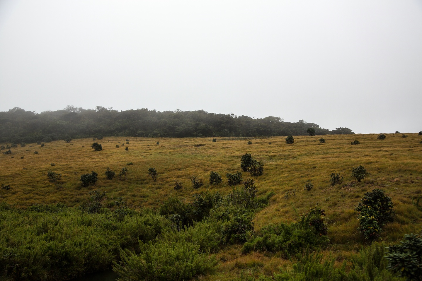 Hortonplains