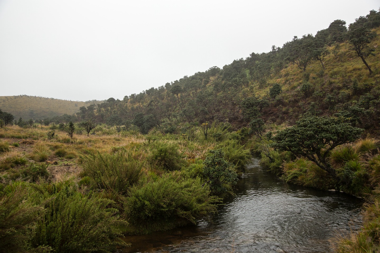 Hortonplains