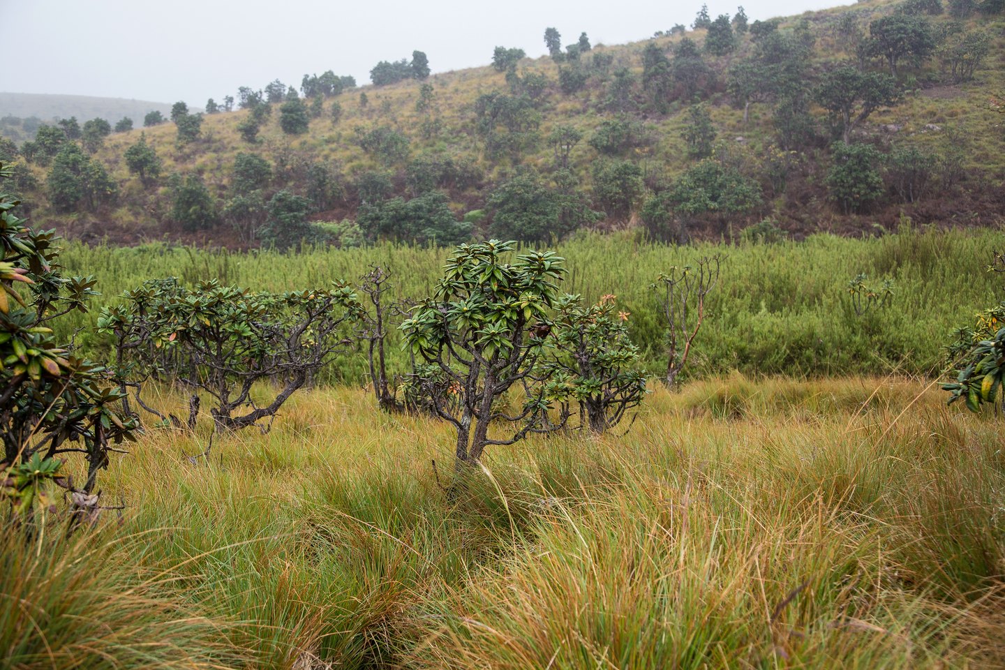 Hortonplains