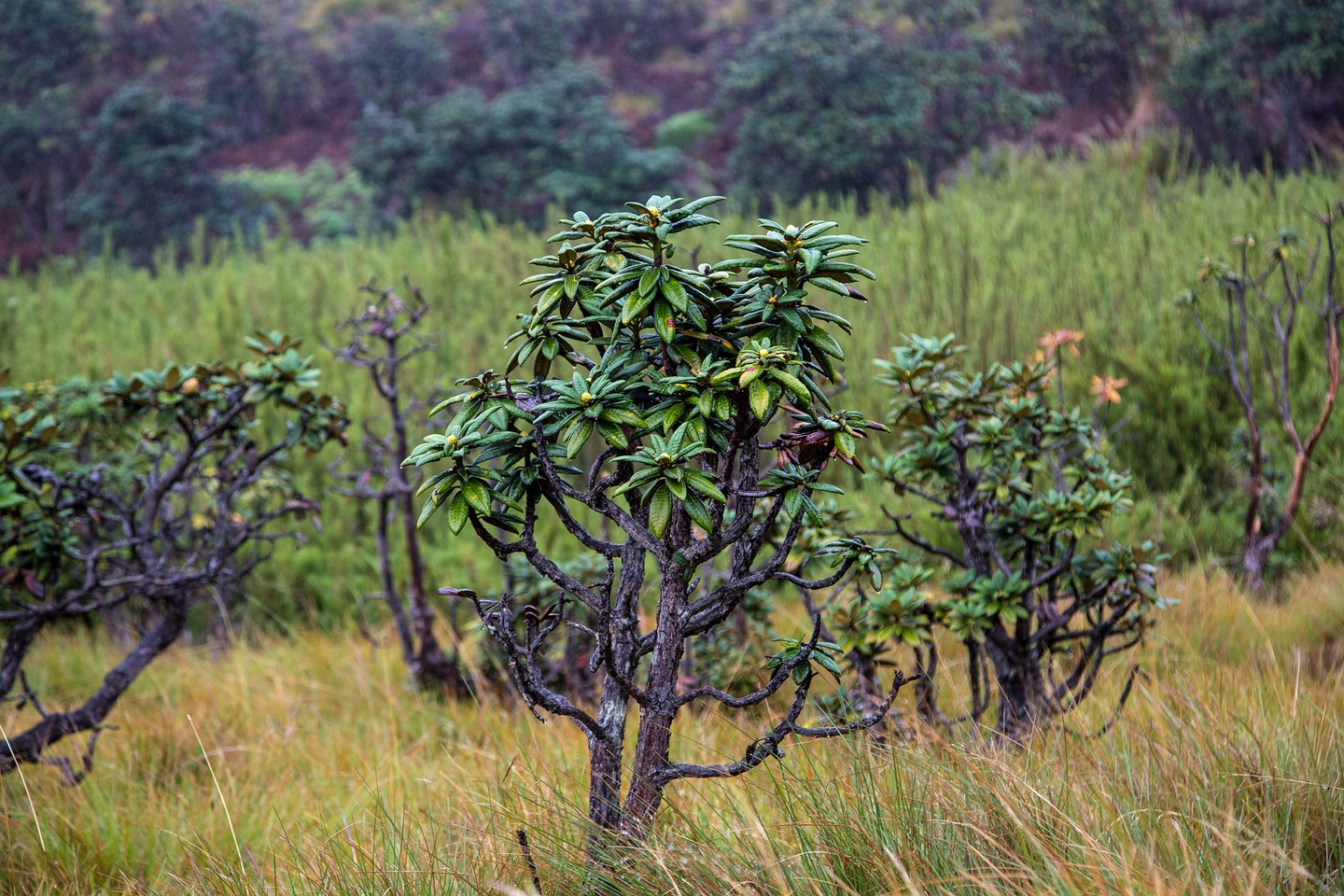 Hortonplains