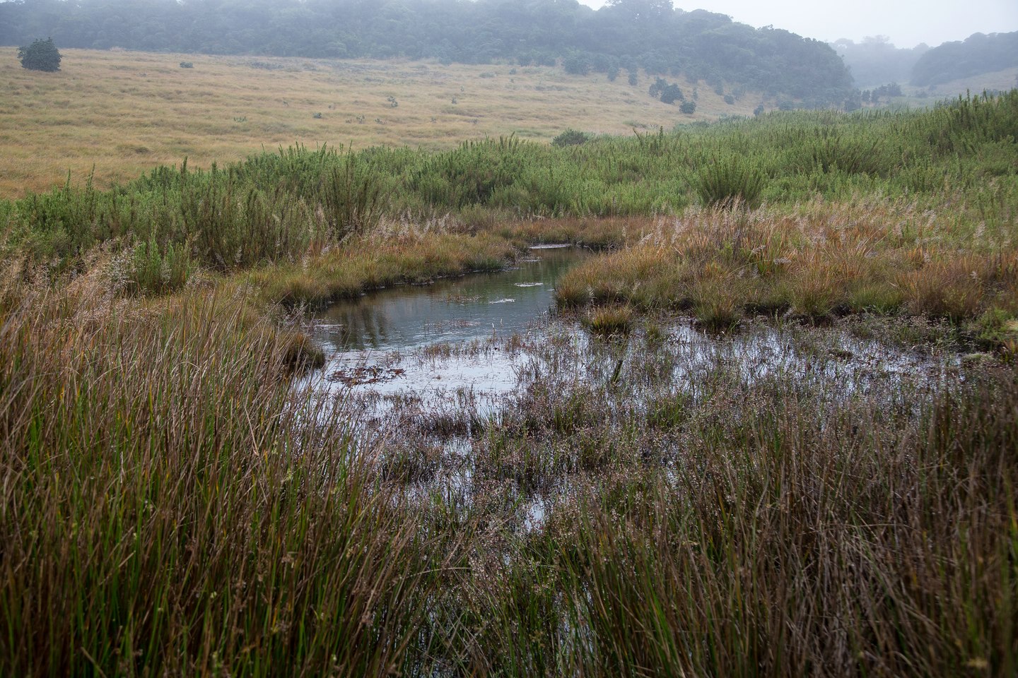 Hortonplains