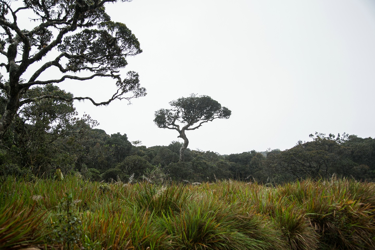 Hortonplains