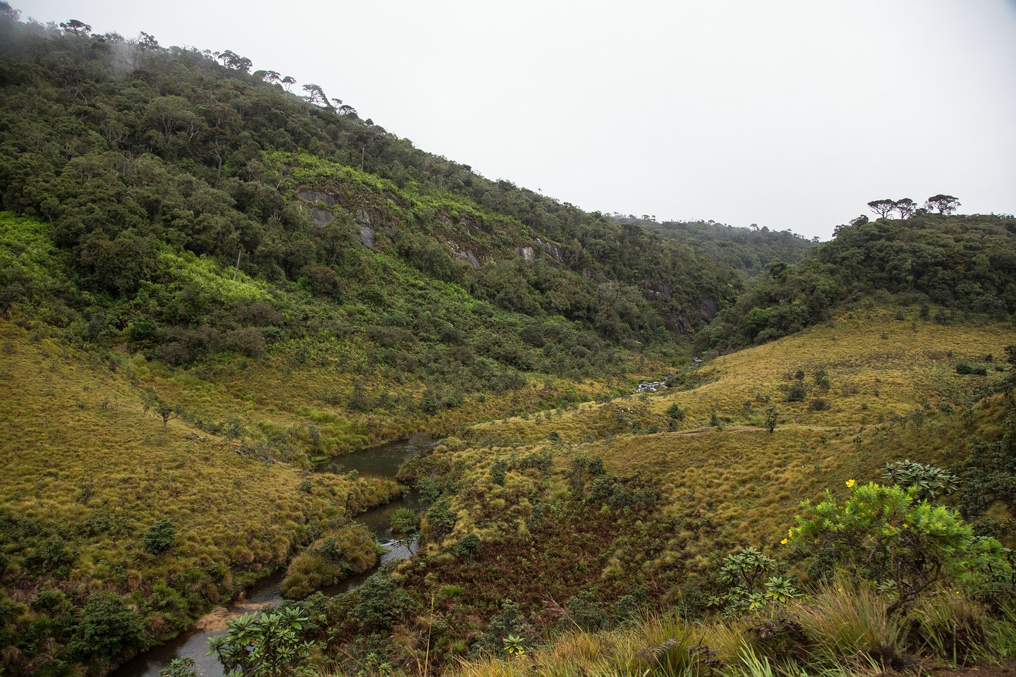 Hortonplains