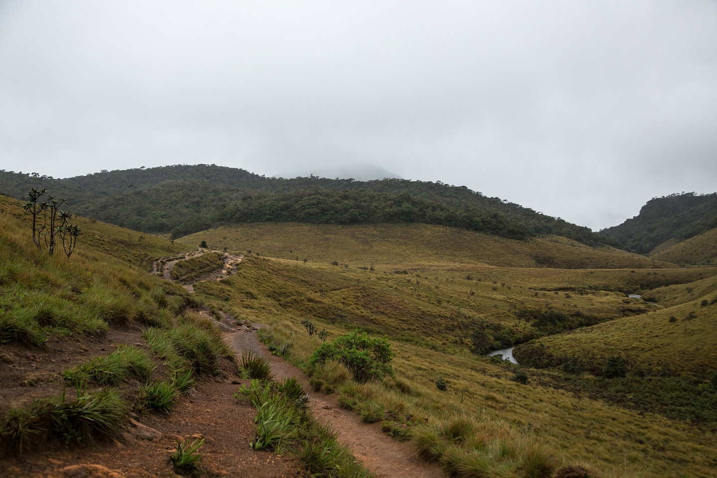 Hortonplains