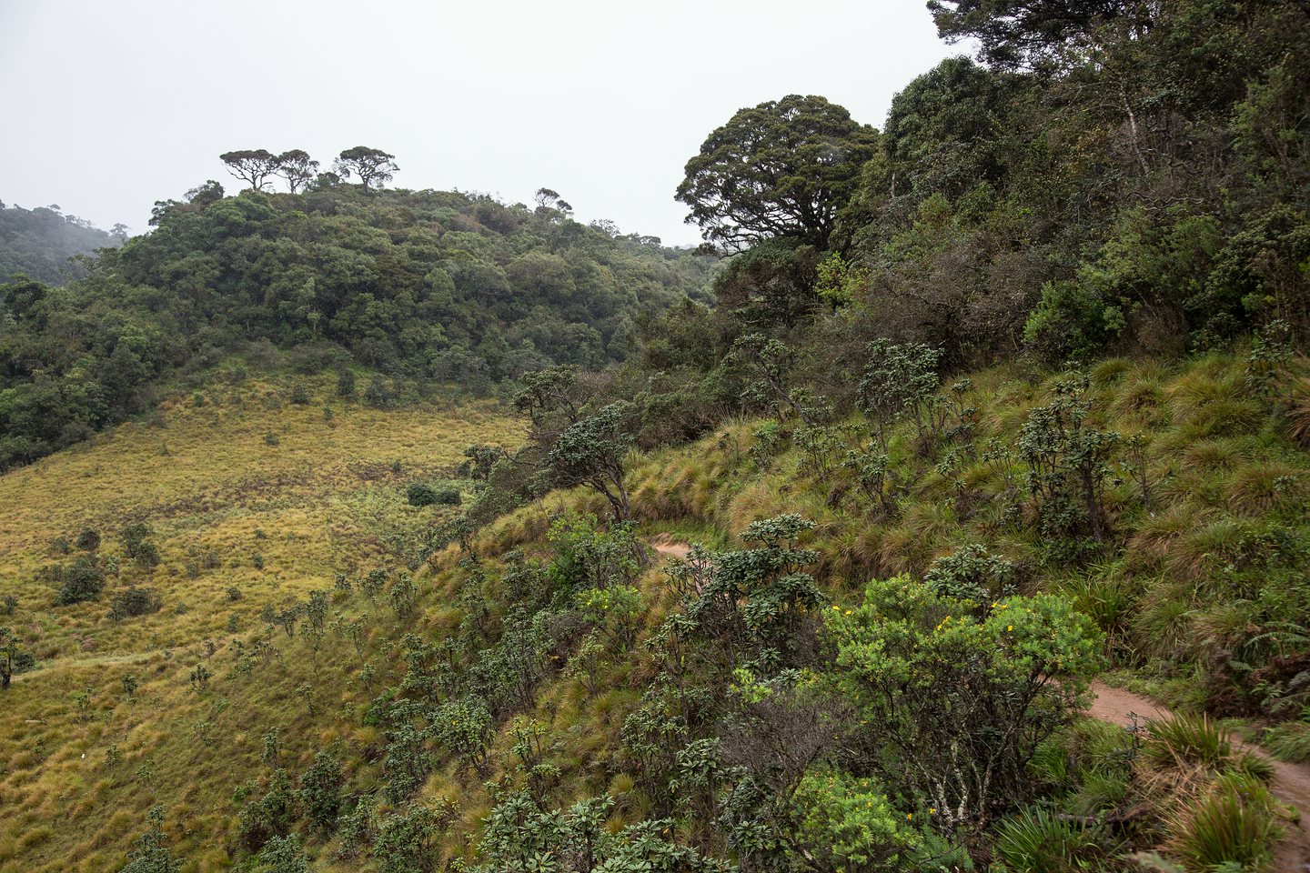 Hortonplains