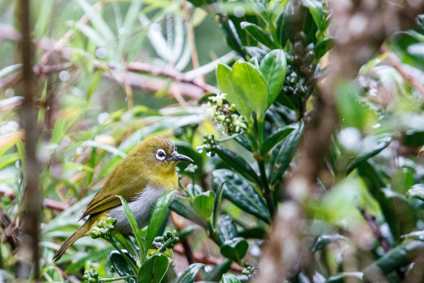 Ceylonbrillenvogel