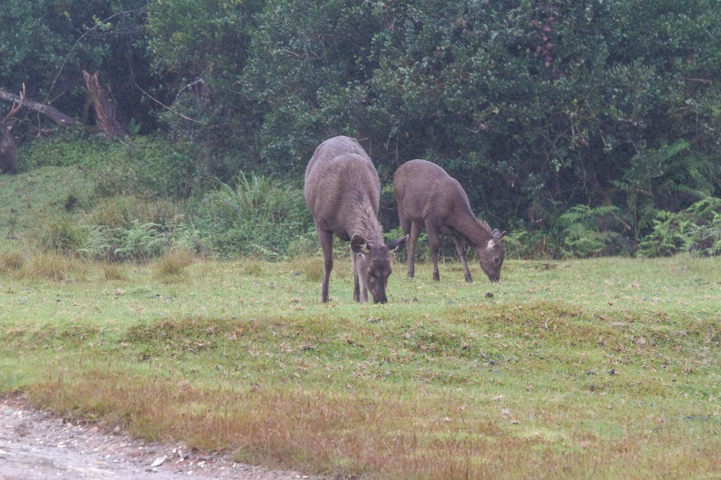 Sambar-Hirsch