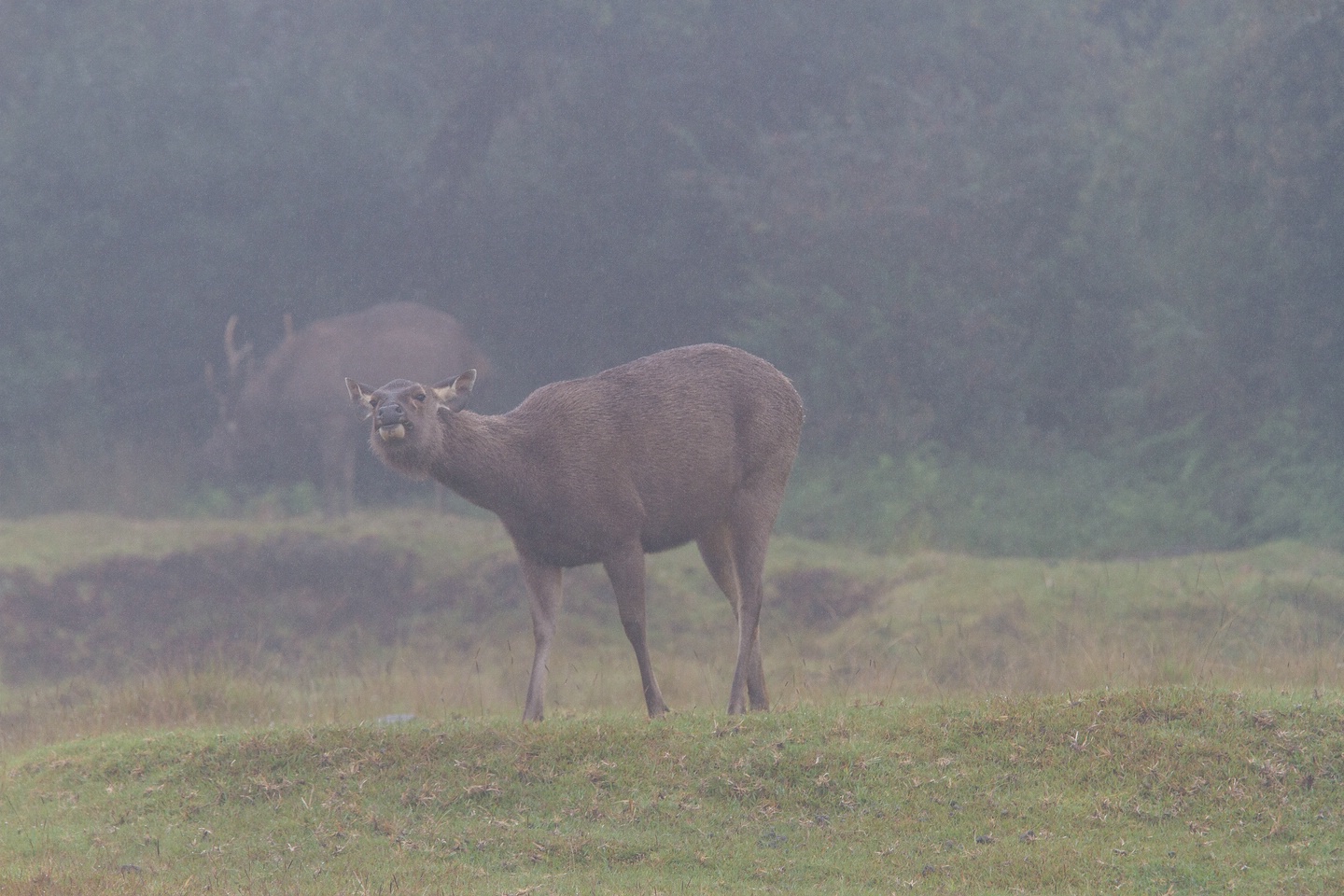 Sambar-Hirsch