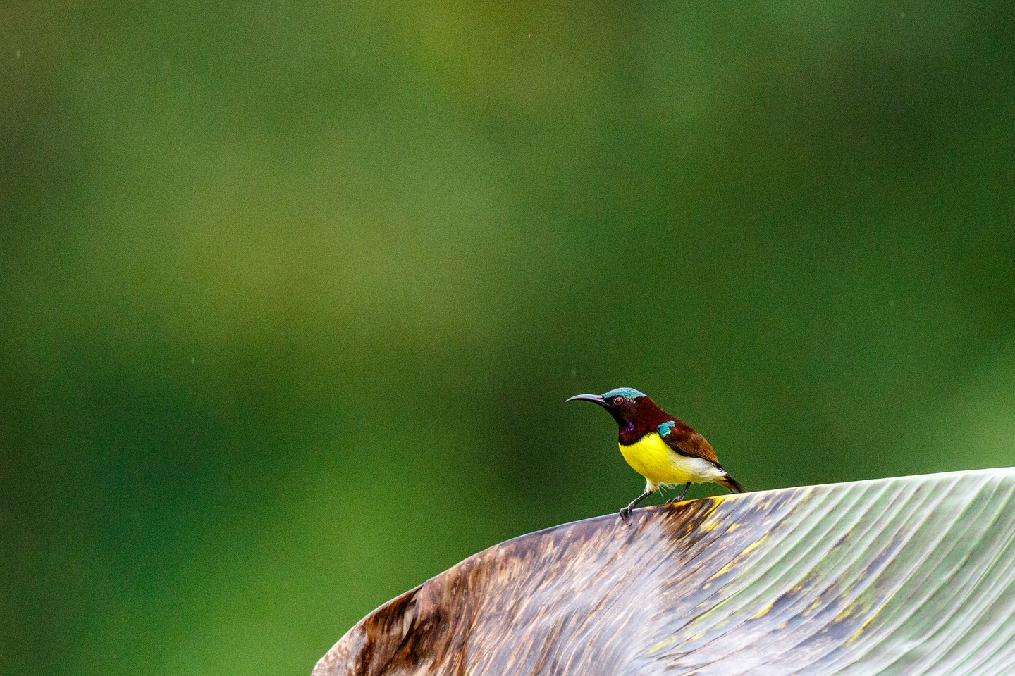 Ceylonnektarvogel