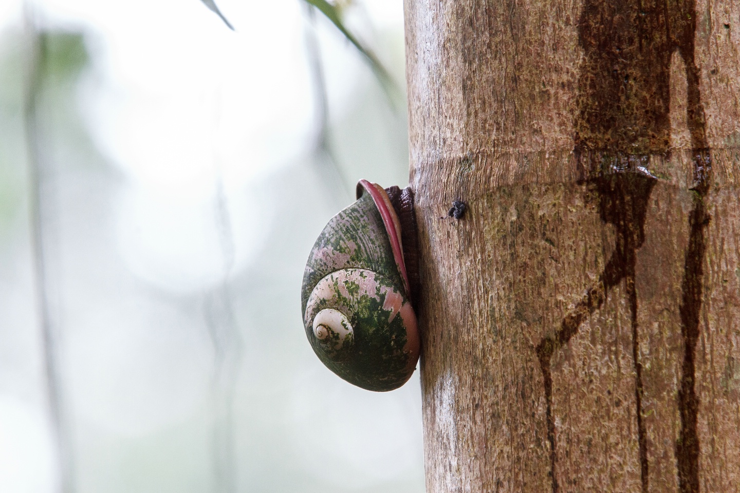 Schnecke