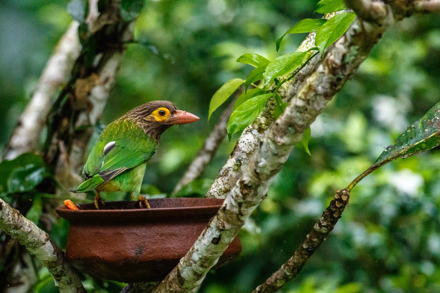 Braunkopf-Bartvogel