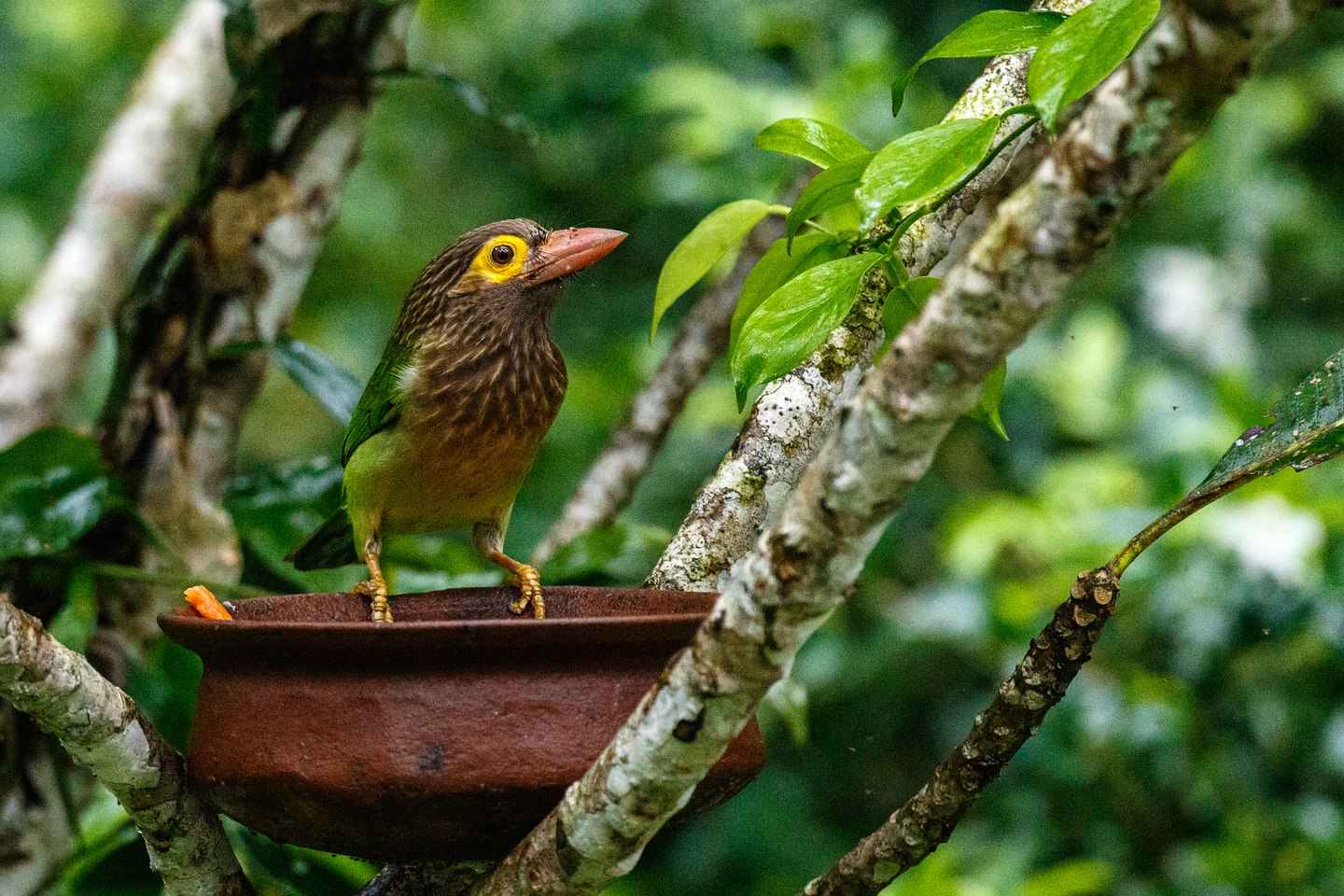 Braunkopf-Bartvogel