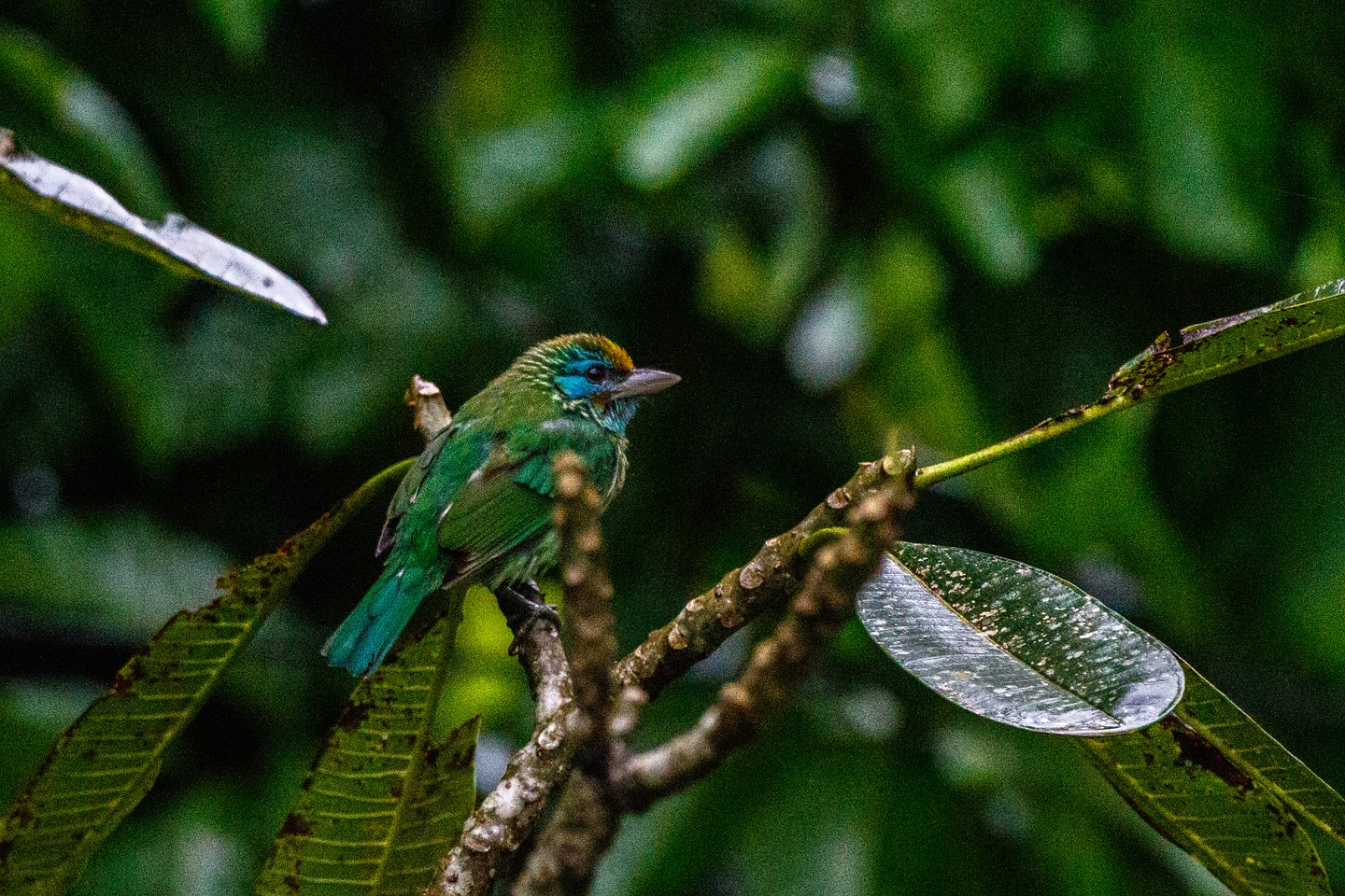 Goldstirn-Bartvogel