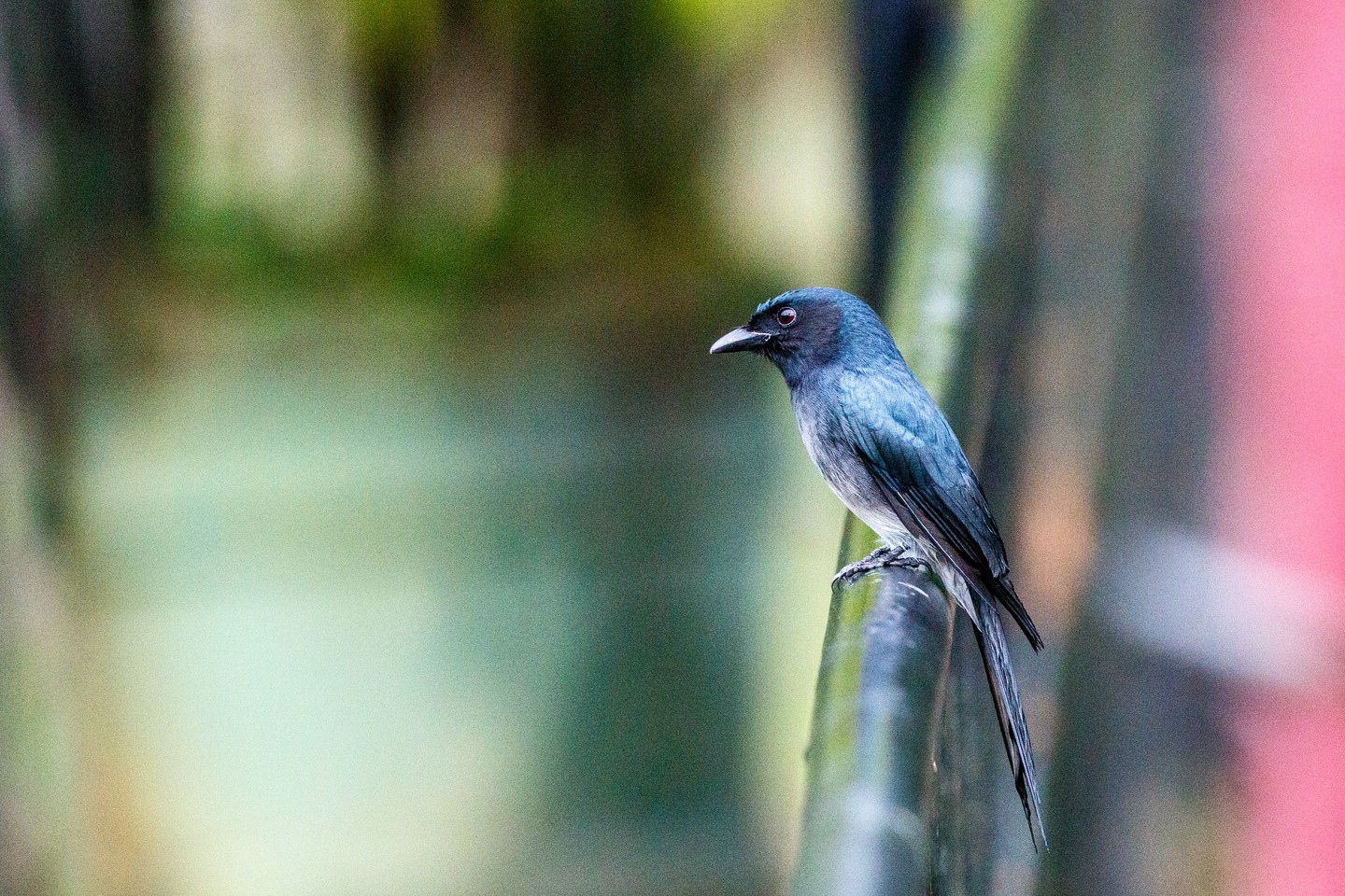 Graubrustdrongo