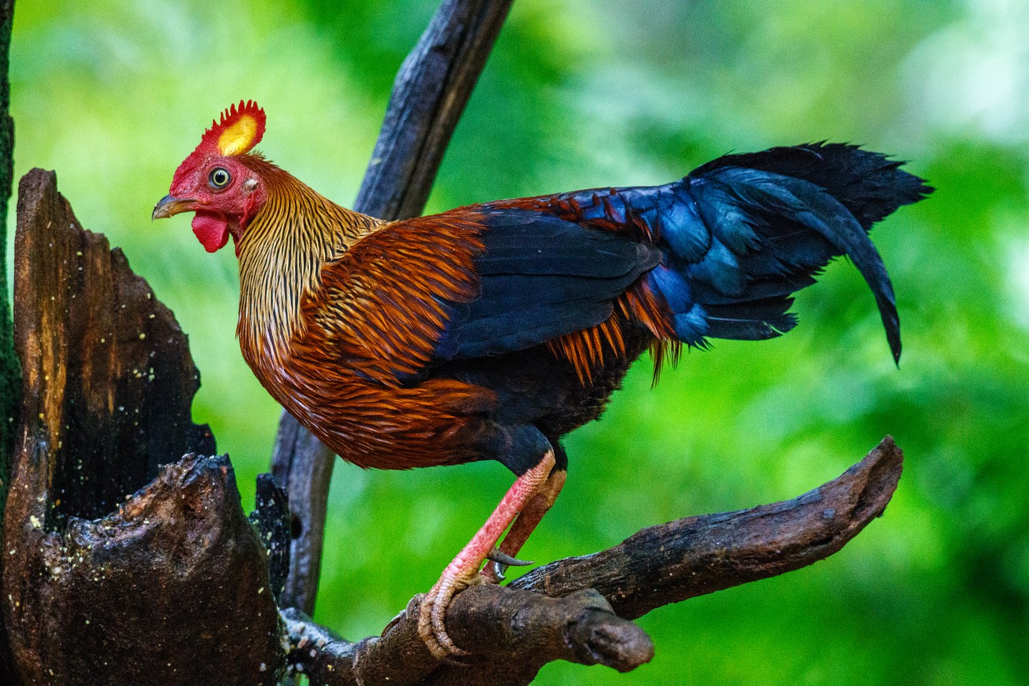 Ceylonhuhn