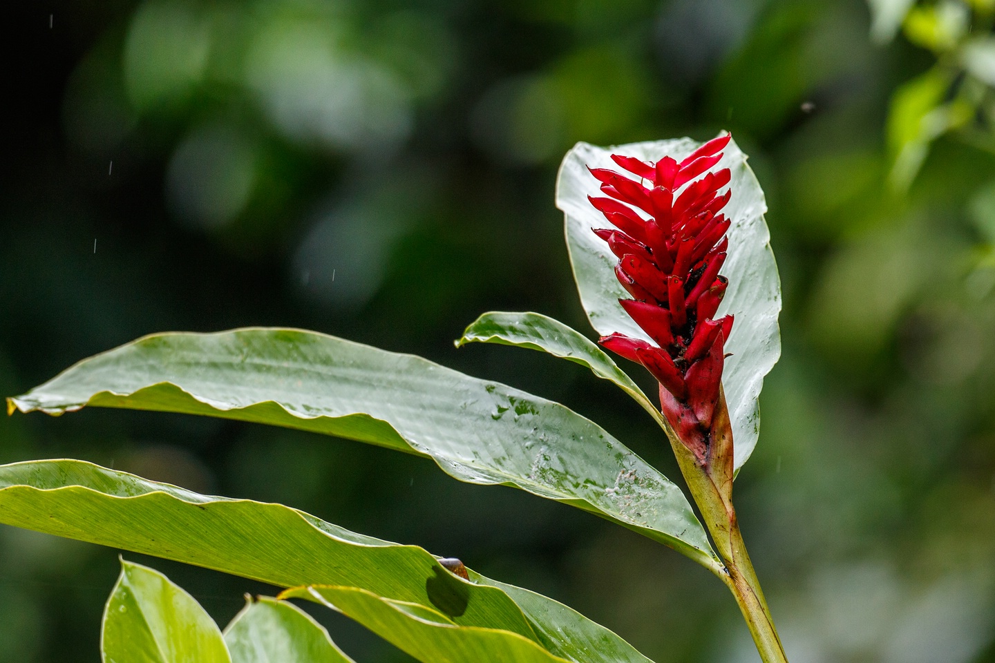 Blüte