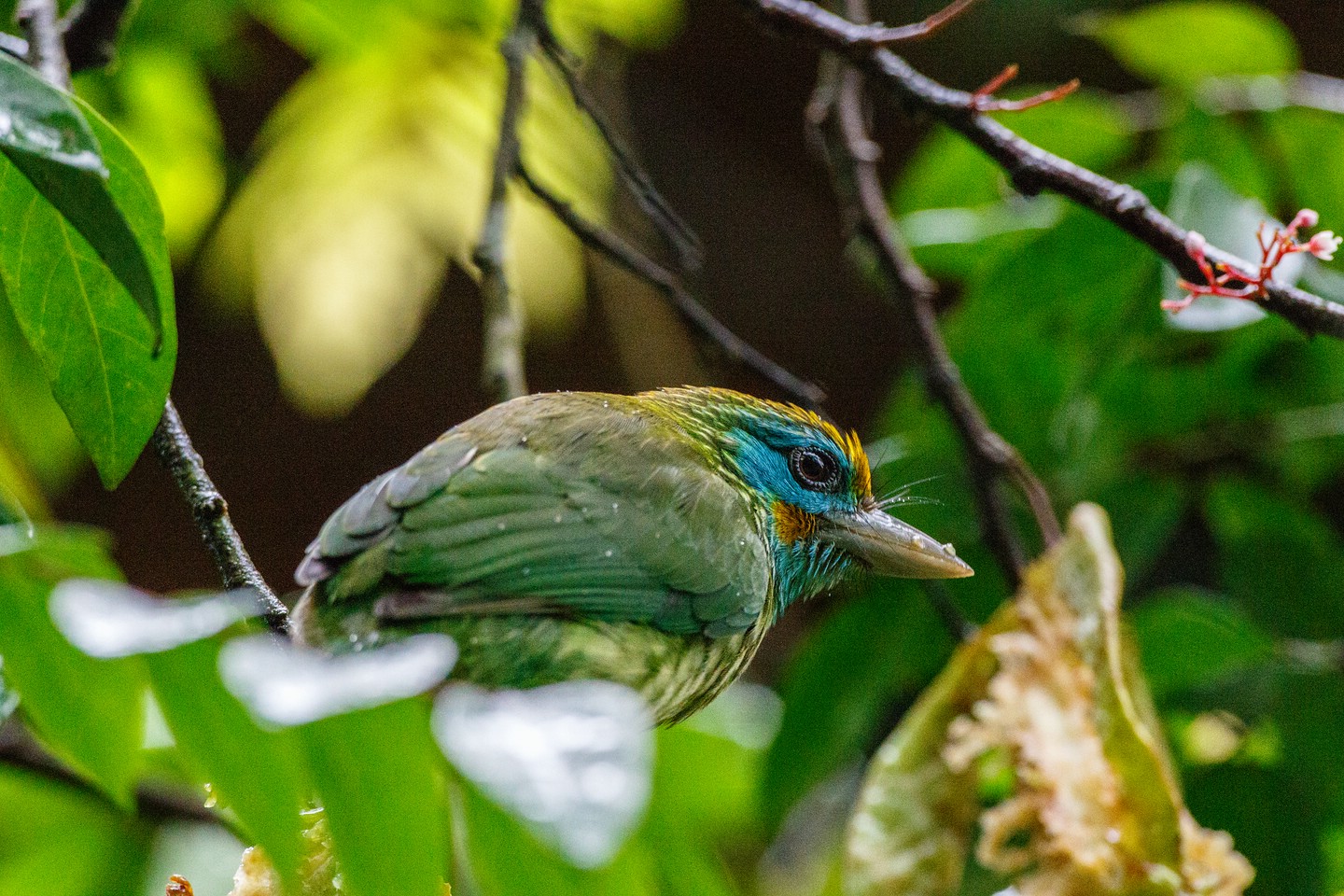Goldstirn-Bartvogel