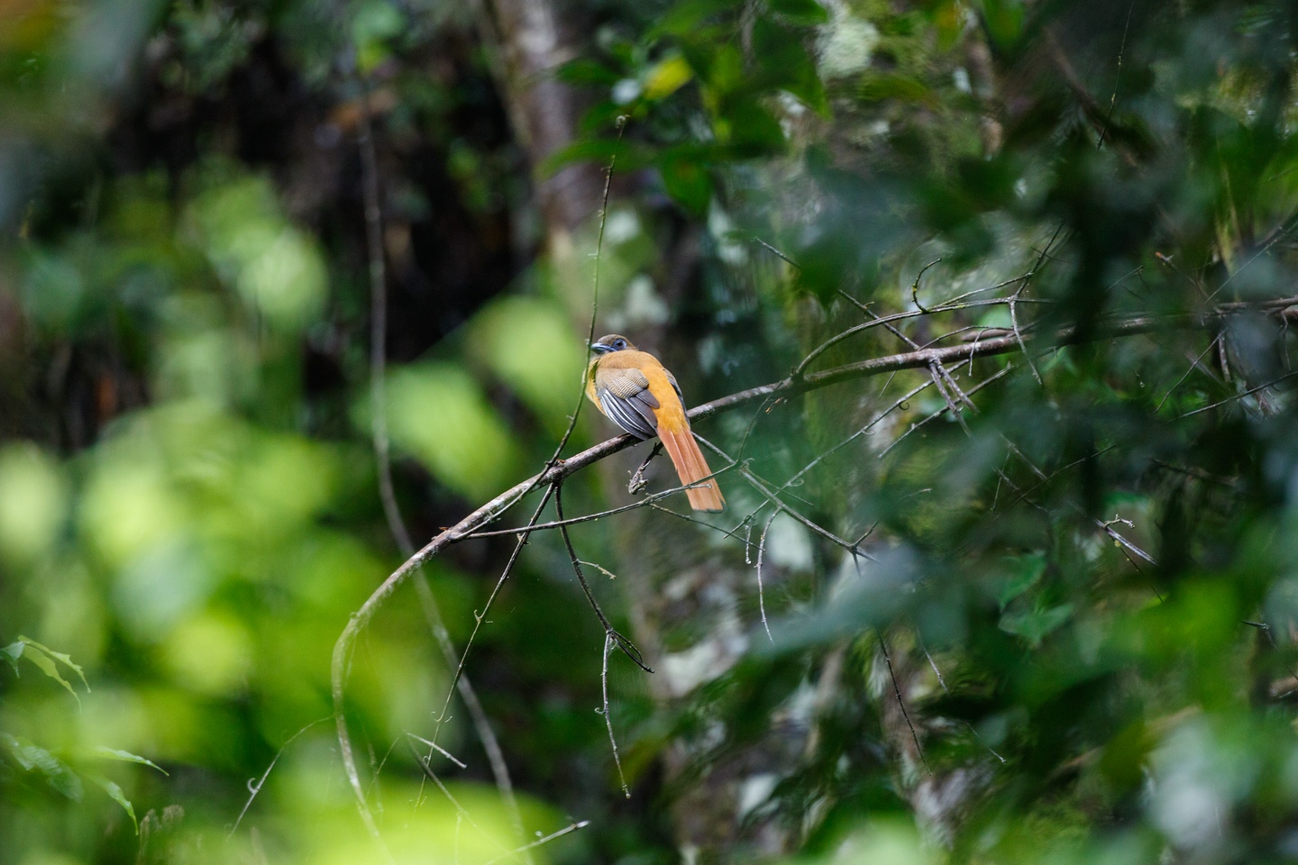 Malabartrogon