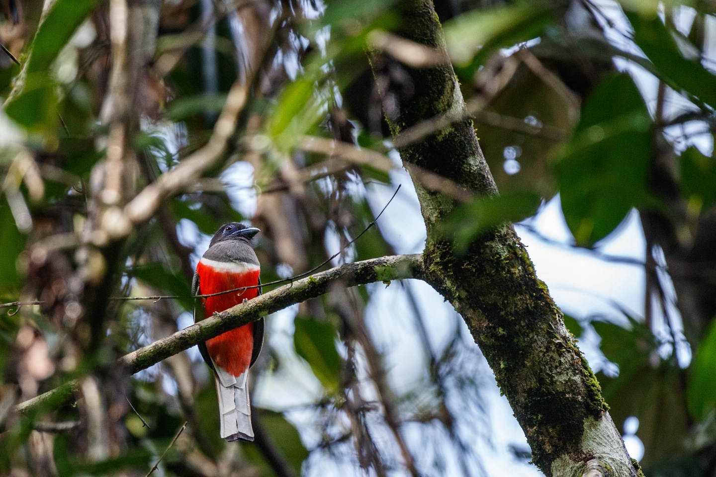 Malabartrogon