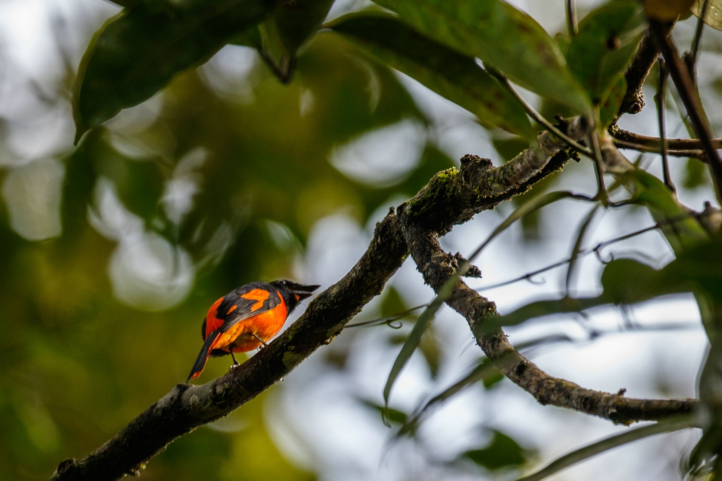 Scharlachmennigvogel