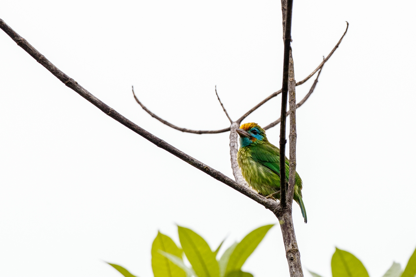 Goldstirn-Bartvogel