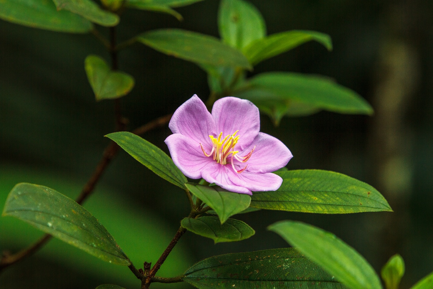 Blüte