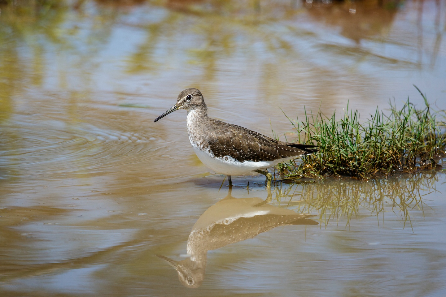 Bruchwasserläufer