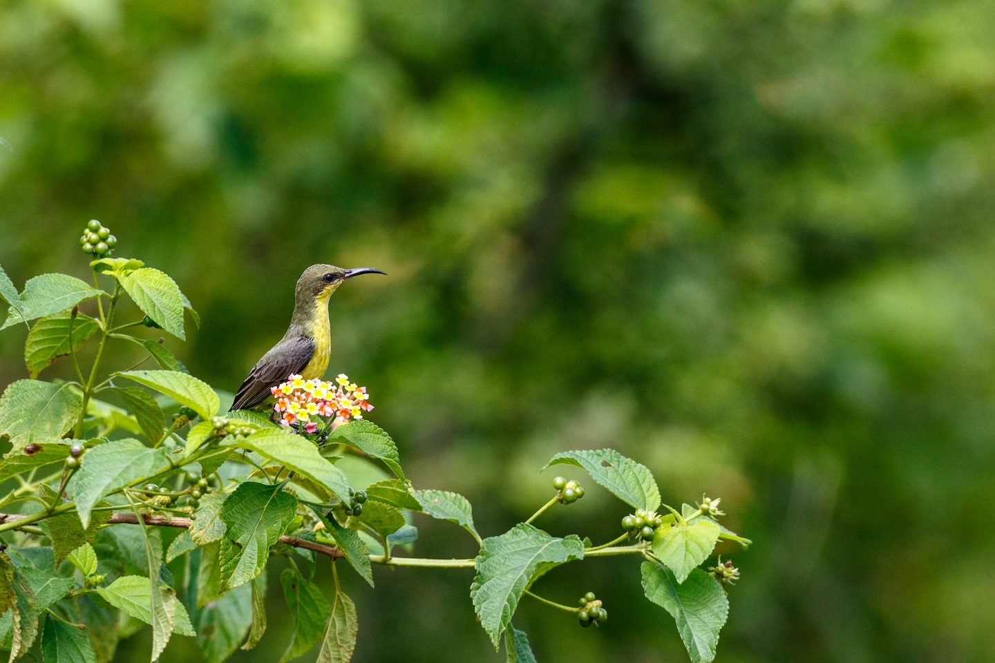 Ceylonnektarvogel