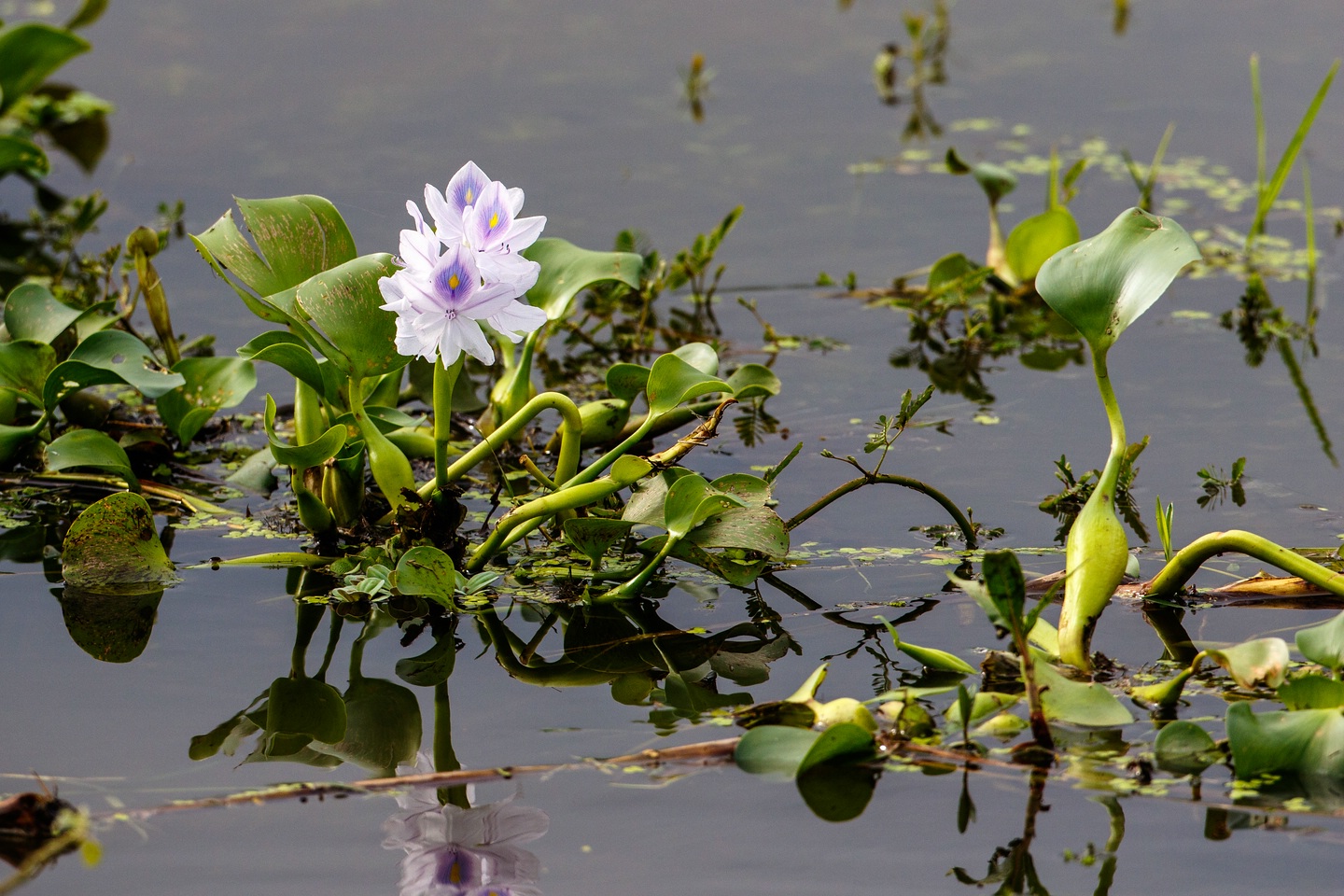 Seerose