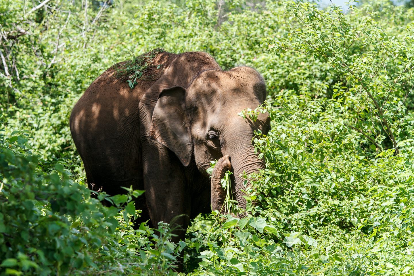 Elefant