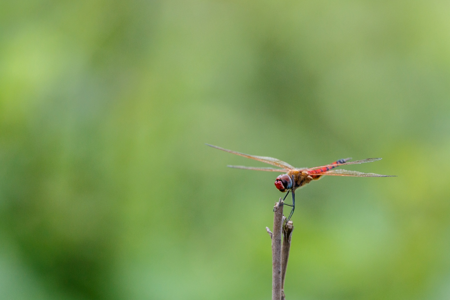Libelle