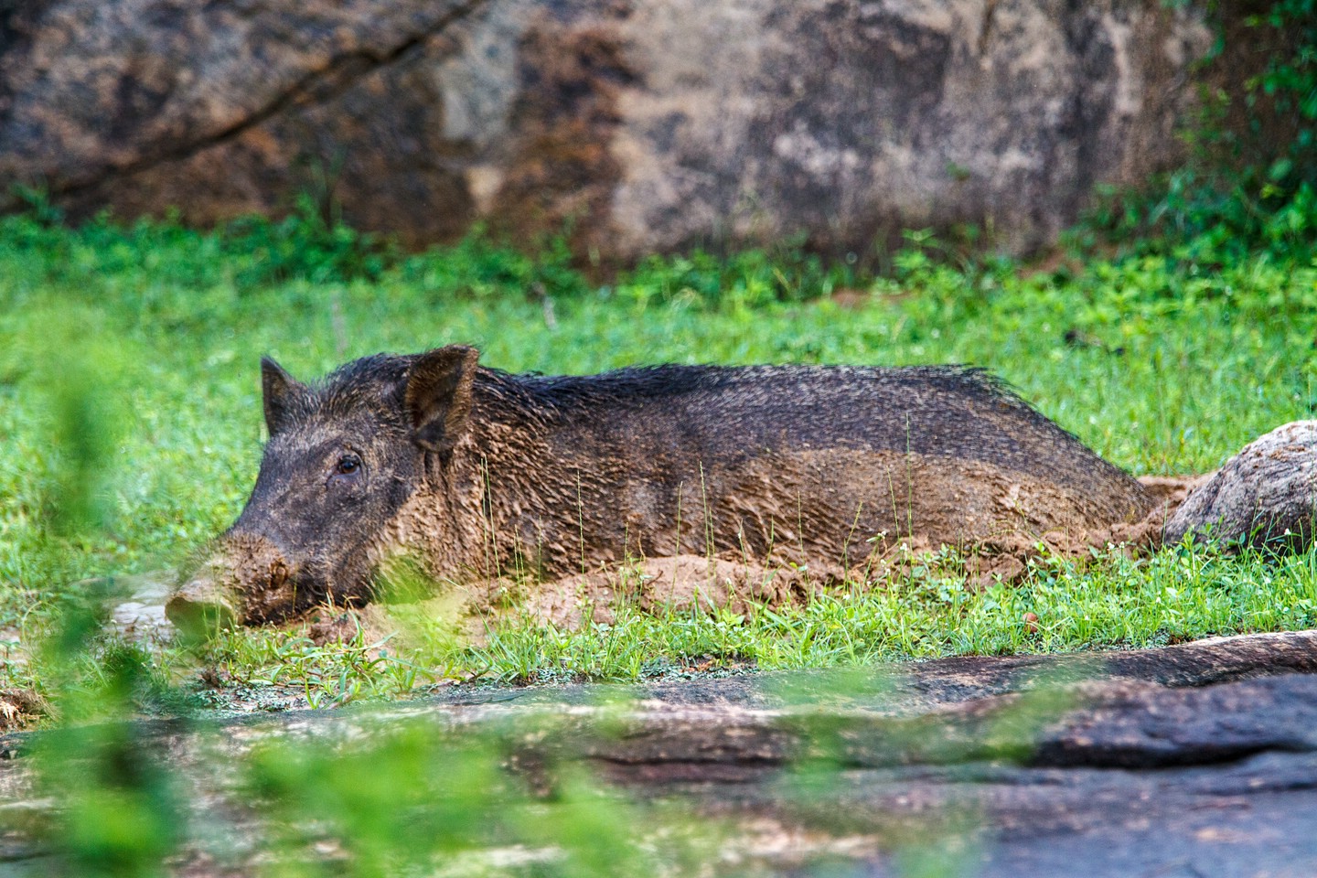 Wildschwein